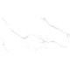 Statuario White PRO Керамогранит белый 60х120 матовый R10GR CB